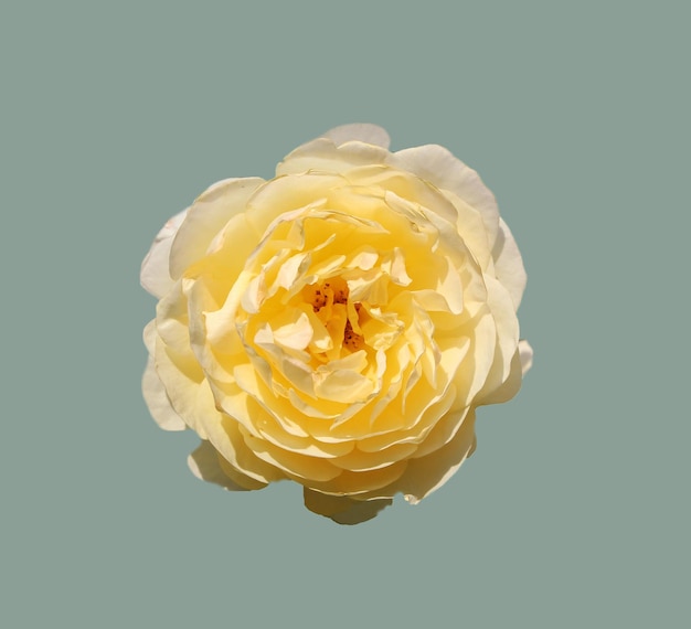 Foto voorste bovenste foto van een gele roos geïsoleerd op een grijze achtergrond