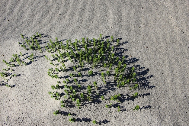 voorste bovenste foto van gras en zijn schaduwen op een zandduin van de Oostzee