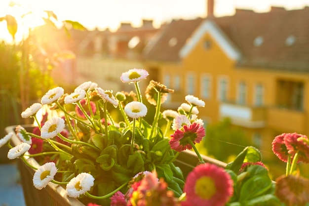 Voortuin op de veranda. Bloemen in potten met een stad op de achtergrond.