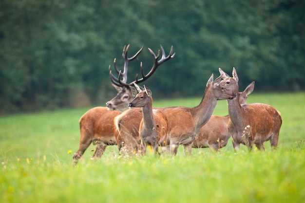 Voorzichtige kudde edelherten rondkijken op de weide in de herfst natuur