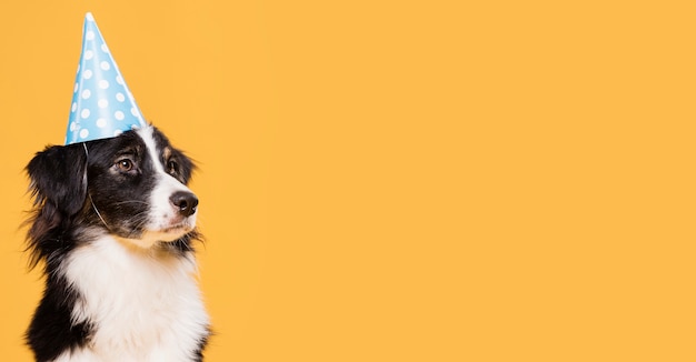 Voorzijde schattige hond met kopieerruimte
