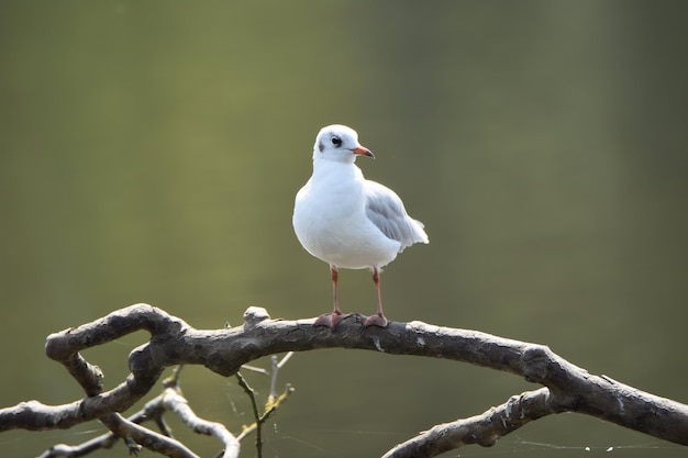 Voorzijde van een vogel die op een tak zit