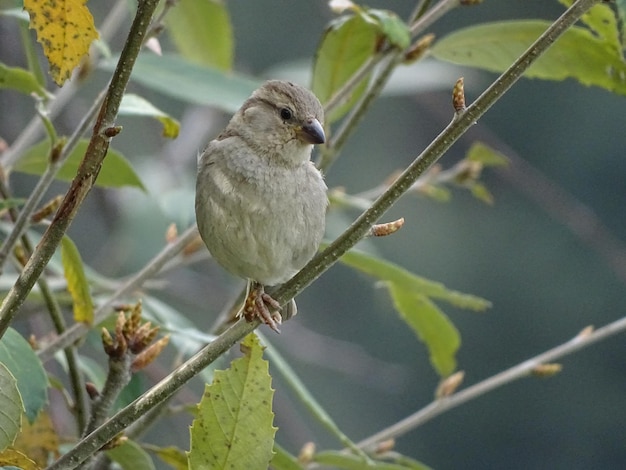 Voorzijde van een vogel die op een tak zit