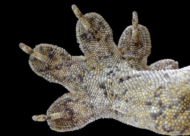 Photo vorax gecko or giant halmaheran gecko closeup foot