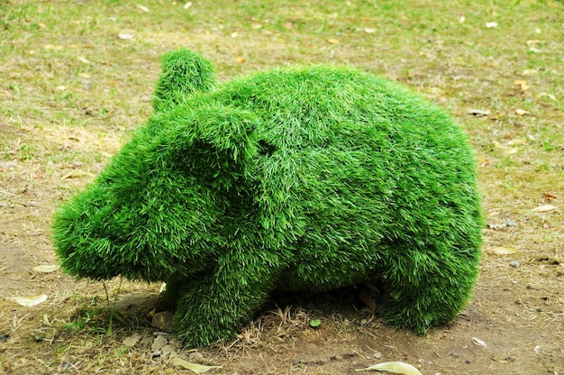 vormsnoei. Beeldje van een klein wild zwijn uit groene struiken. De struik is gesneden in de vorm van een wild zwijn. 02 augustus 2021, Smolensk, Rusland.