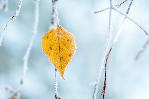 Vorst bedekt berken droog blad op boomtak_