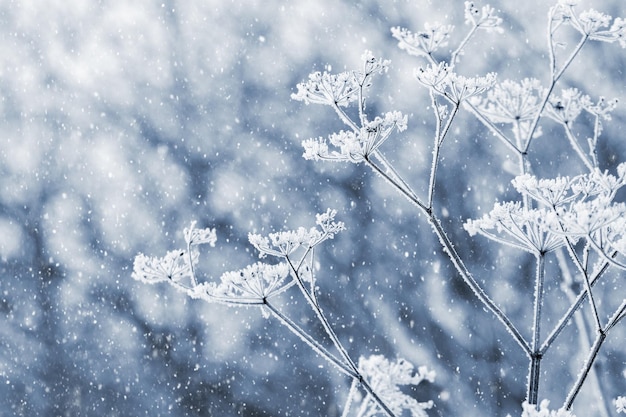 Vorst bedekte droge planten in winterbos tijdens sneeuwval op onscherpe achtergrond