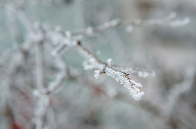 Vorst en sneeuw op droge bosstruiken en zaden