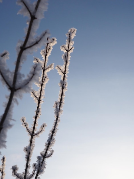 vorst op de takken van bomen tegen de blauwe lucht