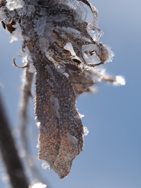 vorst op droge planten