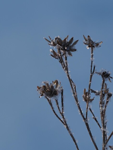 vorst op droge planten