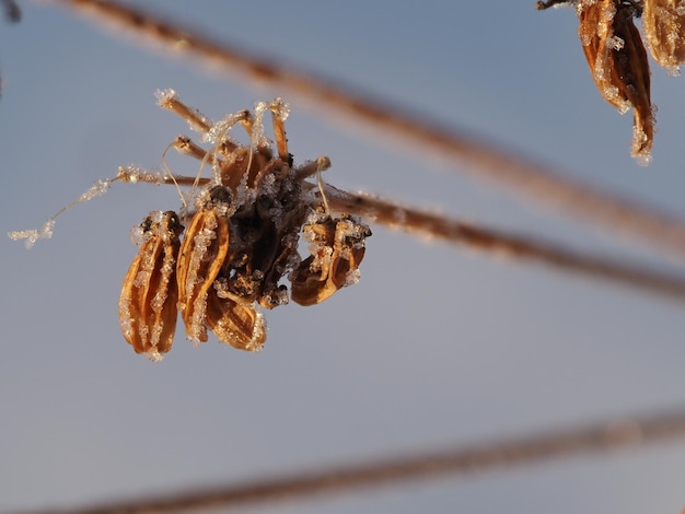 vorst op een droge plant in een winterweide