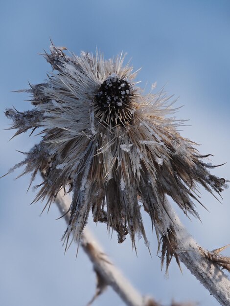 Foto vorst op een droge plant in een winterweide