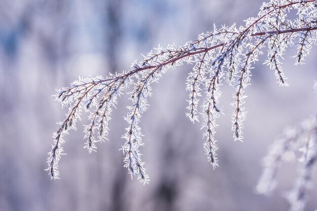 Vorst op een tak, mooie winterbriefkaart