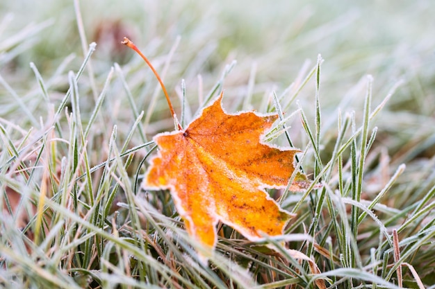 Vorst op het blad en gras