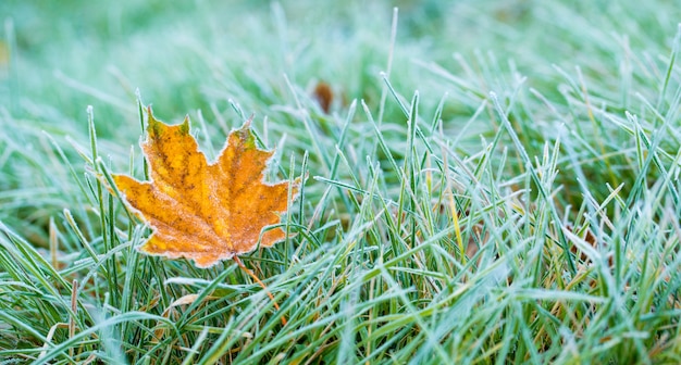 Vorst op het blad en gras.