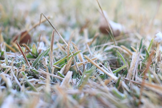 Vorst op het gras in het veldx9