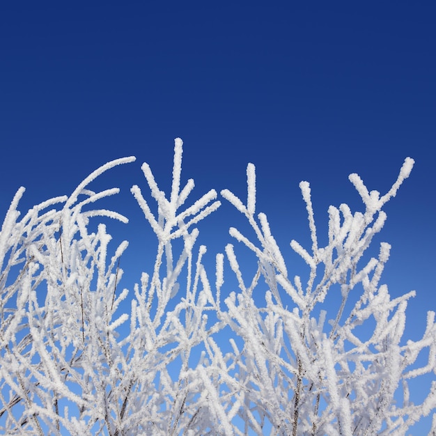 Vorst wintertakken onder de blauwe lucht
