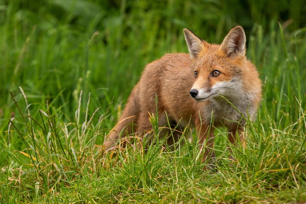 Vos die midden in het gras op het land staat