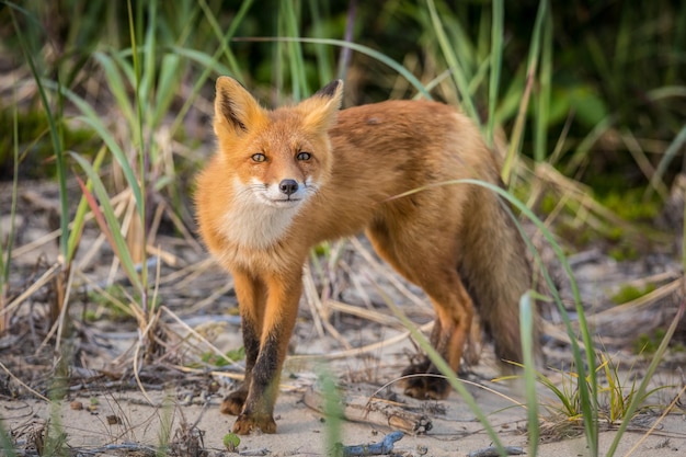 Vos die midden in het gras op het veld staat