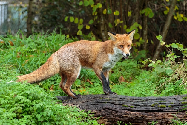Vos die op hout staat