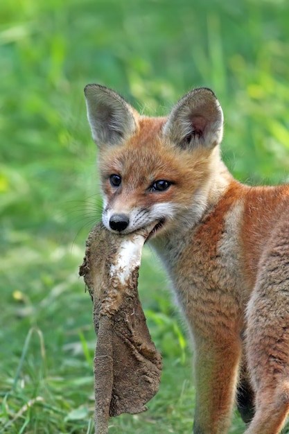 Vos op een open plek in het wild