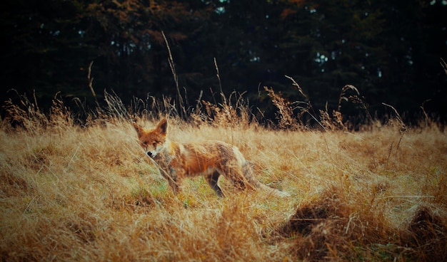 Foto vos op een veld