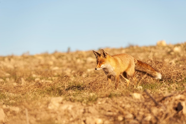 Vos snuffelt in volle vrijheid verdacht en sluw