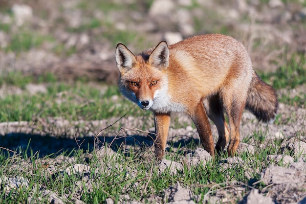 Vos snuffelt in volle vrijheid verdacht en sluw