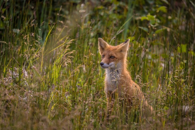 Vos zit te midden van het gras op het veld