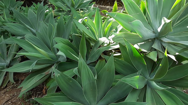 Foto vossenstaart agave