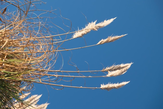 Vossenstaartplant op het strand van Las Flores tijdens de schemering Maldonado Uruguay