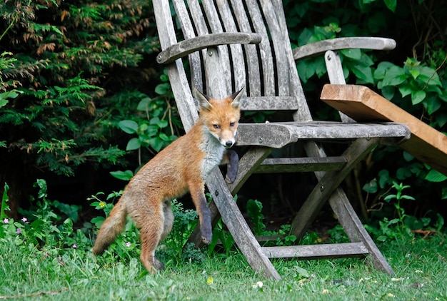 Vossenwelp op ontdekkingstocht in de tuin