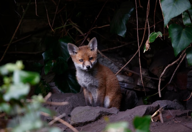 Vossenwelpen komen uit hun hol de tuin in