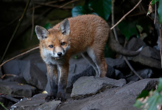 Vossenwelpen komen uit hun hol de tuin in