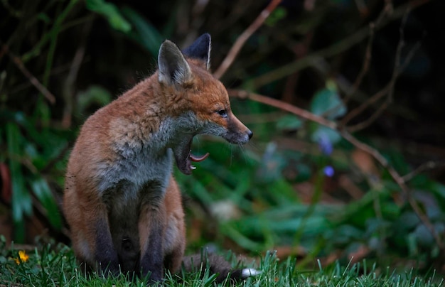 Vossenwelpen komen uit hun hol in de tuin