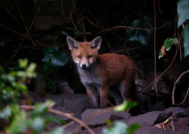 Vossenwelpen komen uit hun hol in de tuin