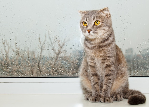 Vouw schotse kat zittend op de vensterbank