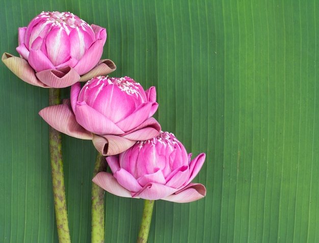 vouwen lotus Thaise stijl op bananenblad achtergrond