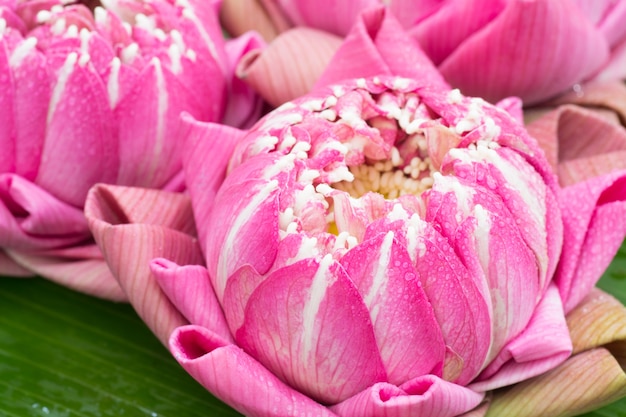 vouwen lotus Thaise stijl op bananenblad achtergrond