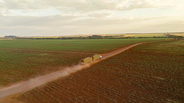 Vrachtwagen die vers gesneden suikerrietoverslag vervoert in plantage vinasse