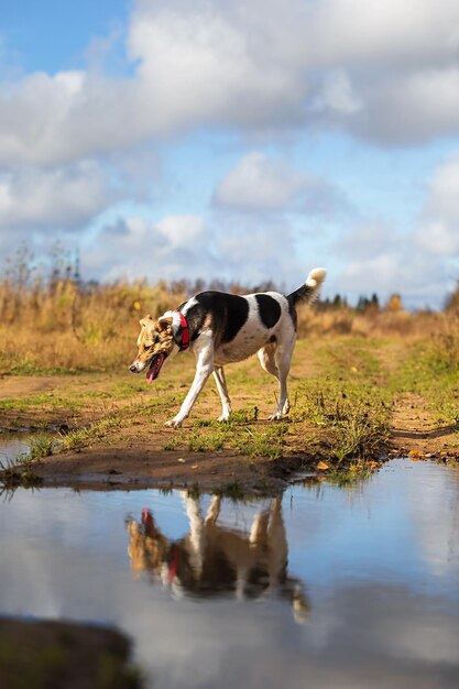 Vreedzame bastaardhond met rode halsband die op zonnige dag op pad door plas op het platteland loopt