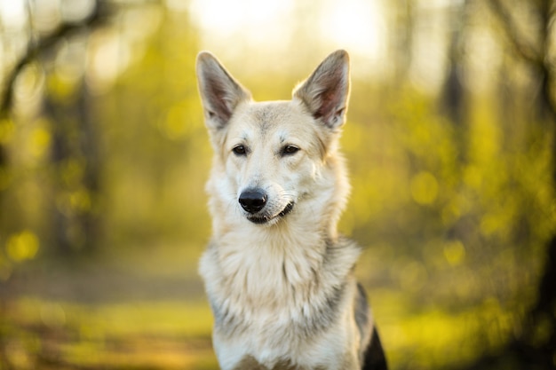 Vreedzame grote hond op wandeling in groen bos