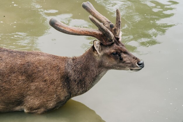 Vreedzame herten die zich in een vuil bruin water bevinden