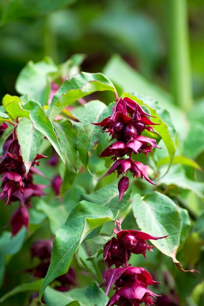 Vreemde bloemen van de Leycesteria formosa