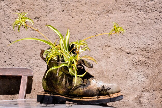 Vreemde ongewone plantenpot