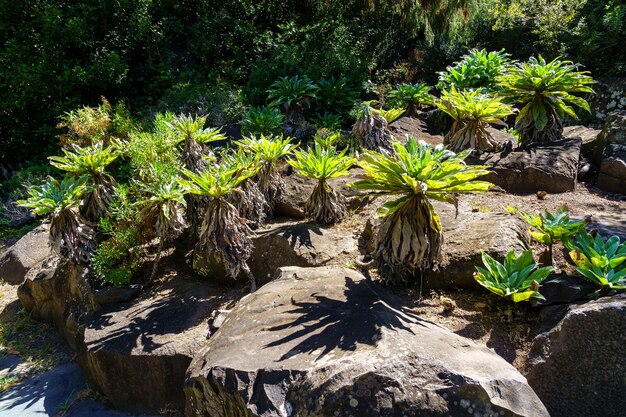 Vreemde planten afkomstig van de canarische eilanden, groeien tussen de rotsen met lange groene bladeren. gran canaria. spanje