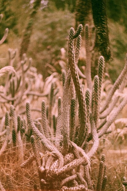 Foto vreemde vorm cactus