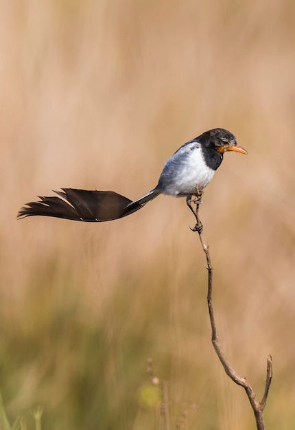 Vreemdstaarttiran Alectrurus risora xAIbera Moerassen Corrientes Provincie Argentinië