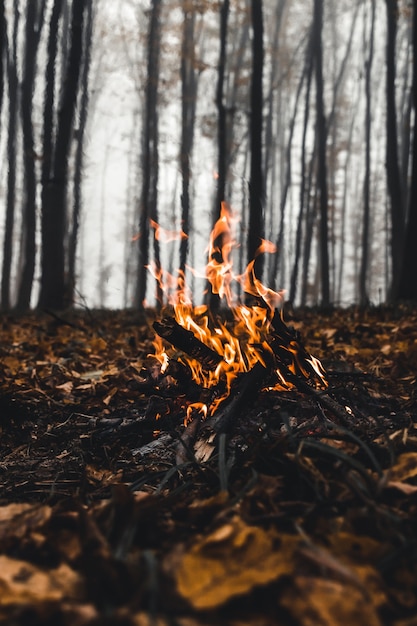 Vreugdevuur in het bos in de avond